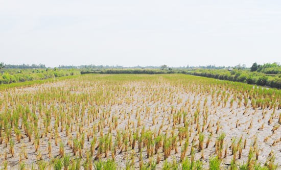 Salt intrusion has devastated a large rice area in the Mekong Delta (Photo: SGGP) Salt intrusion has devastated a large rice area in the Mekong Delta (Photo: SGGP)